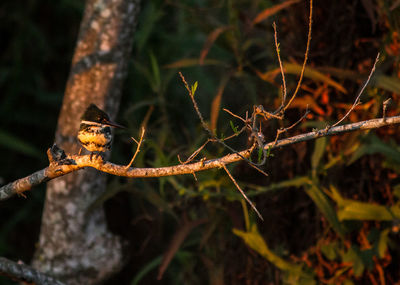 Close-up of bird perching on a tree