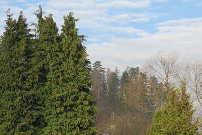 Trees in forest against sky