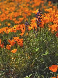 Close-up of orange flowers