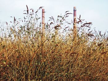 Low angle view of flowering plants on field against clear sky