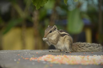 Close-up of squirrel