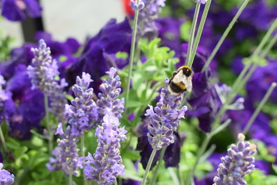 Close-up of bee pollinating on lavender