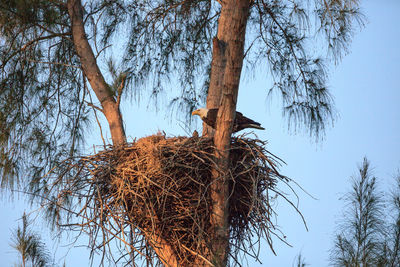 Low angle view of bird nest on tree against sky