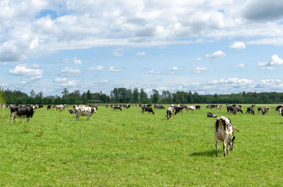 Cows grazing in field