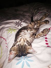 Close-up of cat sleeping on bed at home