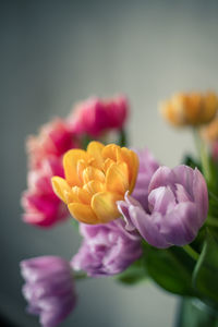 Close-up of yellow flowers blooming outdoors