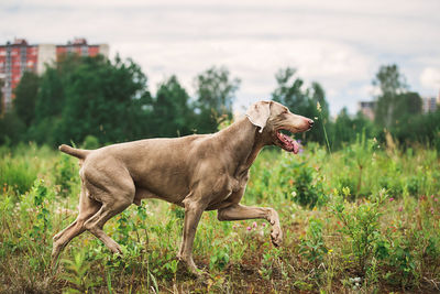 Side view of a dog on field