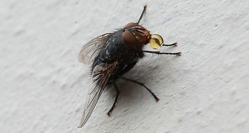 Close-up of insect