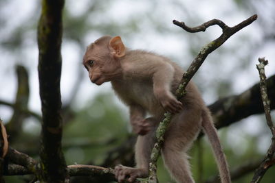 Monkey on tree