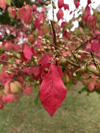Close-up of red maple leaves on tree