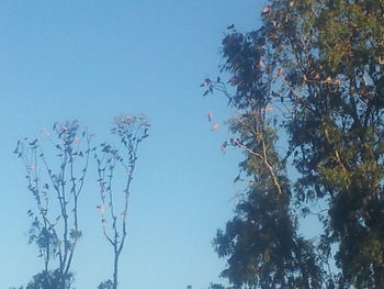 Low angle view of trees against blue sky
