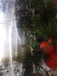 Close-up of frozen plants in winter