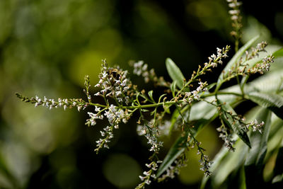 Close-up of fresh green leaves on plant during winter