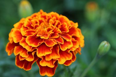 Close-up of orange marigold flower