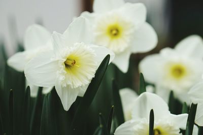 Close-up of daffodils blooming outdoors