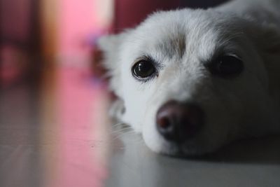 Close-up portrait of dog at home