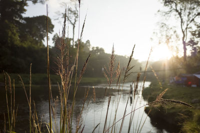 Close-up of plants by lake against sky