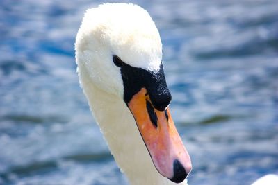 Close-up of swan in sea