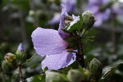 Close-up of wet purple flowering plant