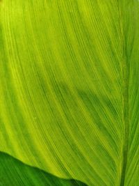 Full frame shot of palm tree leaves