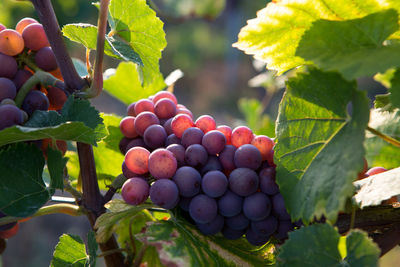 Close-up of grapes in vineyard