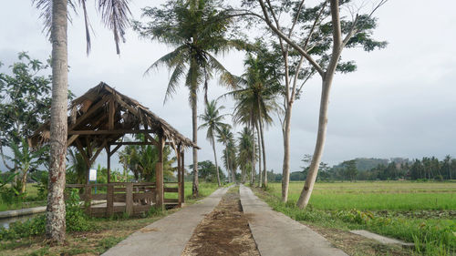 Road amidst palm trees against sky