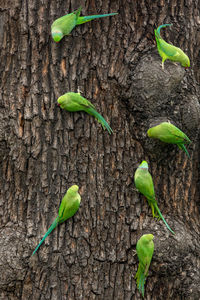 Rose-ringed parakeets perching on tree trunk