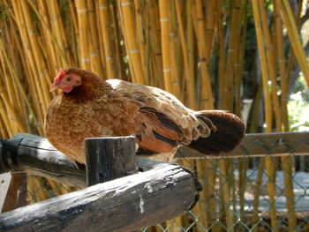 Close-up of hen perching on fence in malaga province, spain. 