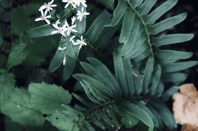 High angle view of leaves