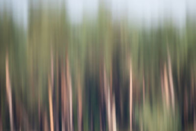 Full frame shot of plants