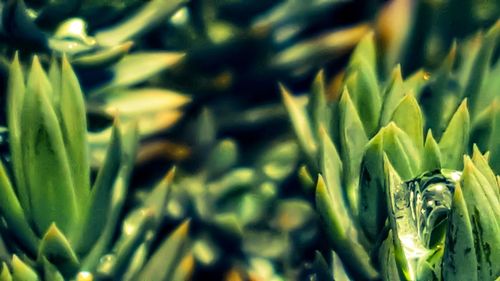 Full frame shot of plants