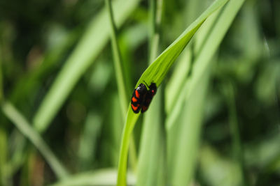 Close-up of ladybug on leaf