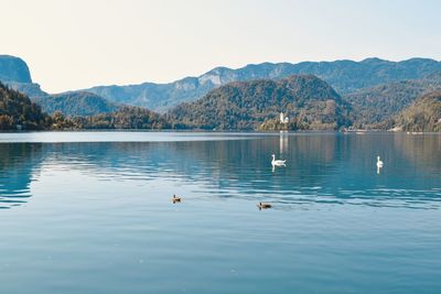 Ducks swimming in lake