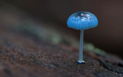 Close-up of blue pixie's parasol mycena interrupta fungi growing on log