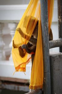 Close-up of monkey playing with shawl