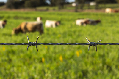 Close-up of barbed wire fence