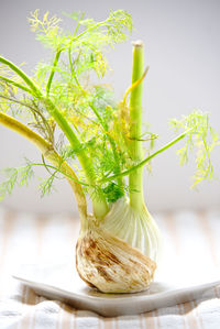 Close-up of fresh fennel