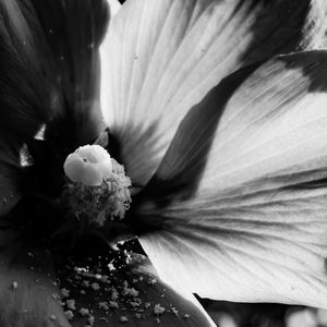 Close-up of flower