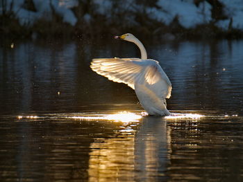 Wild swans in the sunset