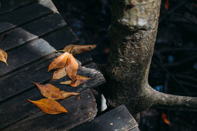 High angle view of autumn leaves on tree trunk