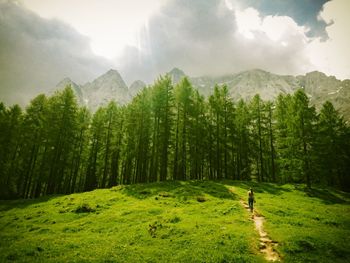 Panoramic view of trees on landscape against sky