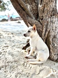 Close-up of dog