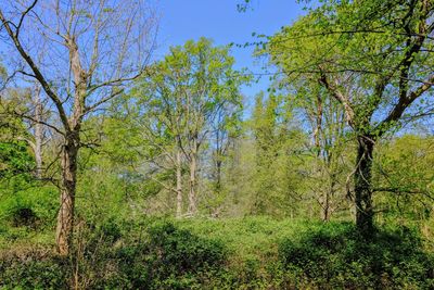 Trees in forest against sky