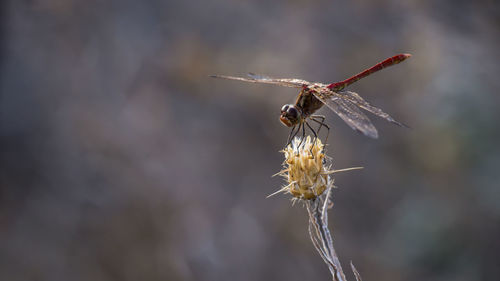 Close-up of dragonfly