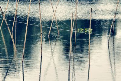 Reflection of trees in water