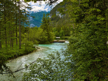 Scenic view of river in forest