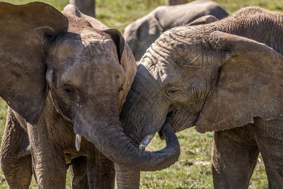 Close-up of elephant in field