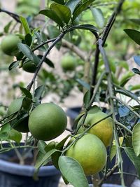 Close-up of fruit growing on tree