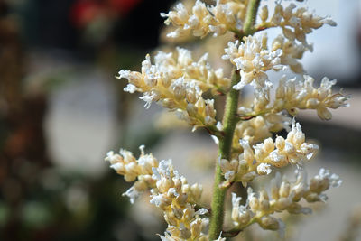 Close-up of white flowering plant