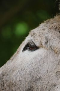 Cropped image of donkey eye